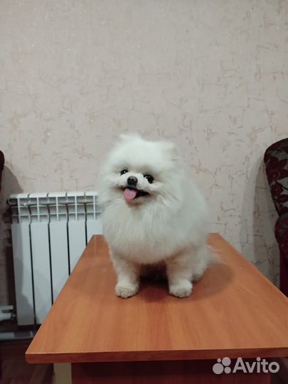 Померанский шпиц мини вязка