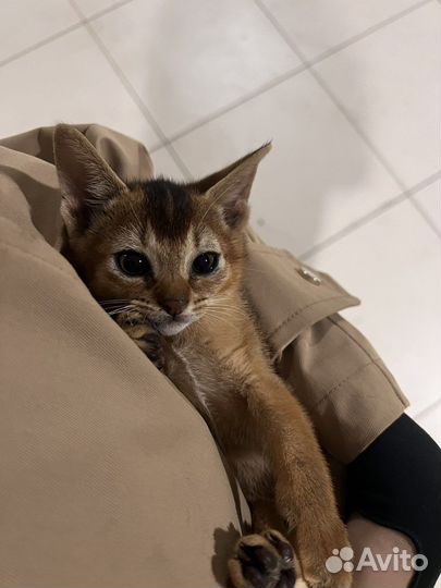 Абиссинские котята