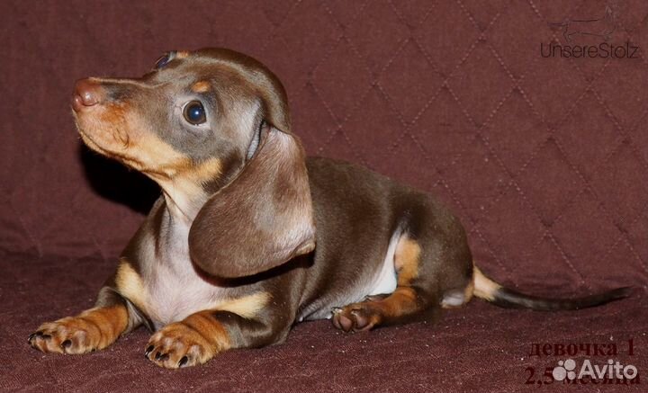 Шоколадный щенок миниатюрной (карликовой) таксы