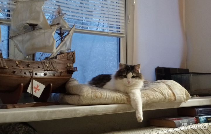 Кот в добрые руки