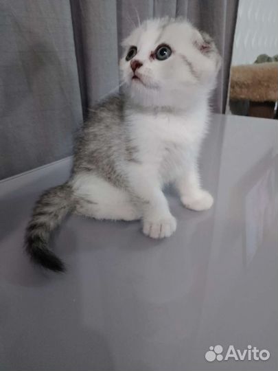 Шотландский вислоухий котёнок