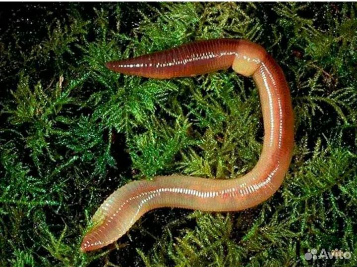 Червь выползок