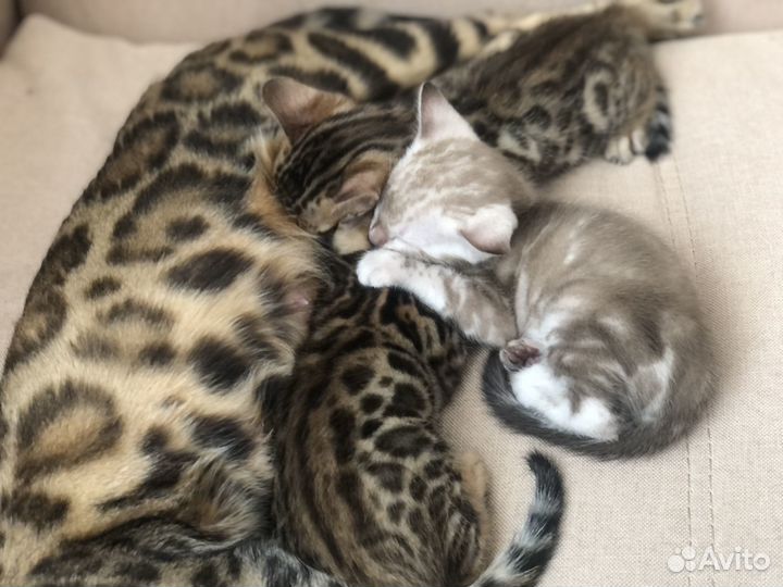 Бенгальский котик