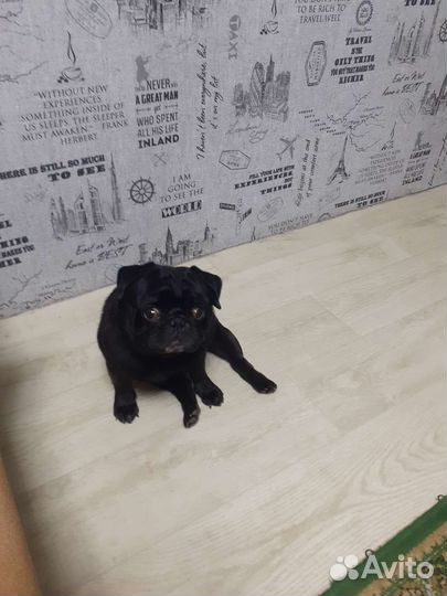 Мопс ищет девочку для вязки