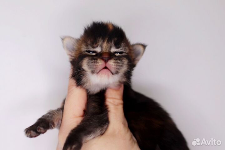 Мейн-кун супер пупсик, питомник