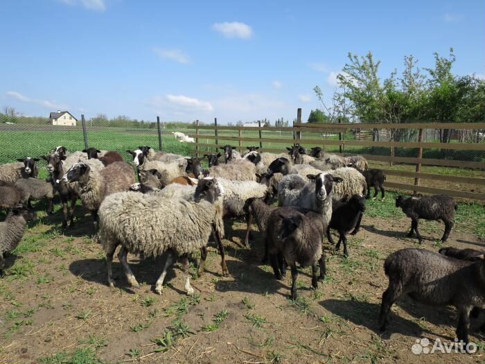 Овцы, Барашки