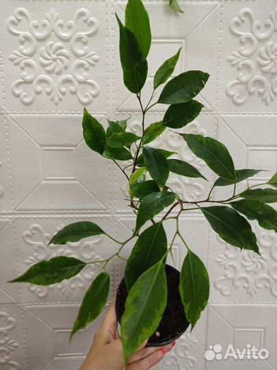 Фикус бенджамина анастасия