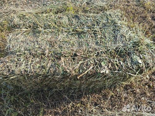 Сено в квадратных тюках и рулонах, козлятник