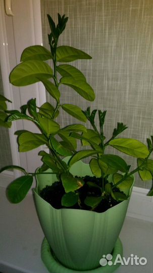 Домашний лимон (дерево)