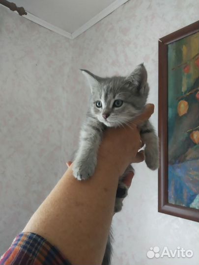 Котята, в добрые руки