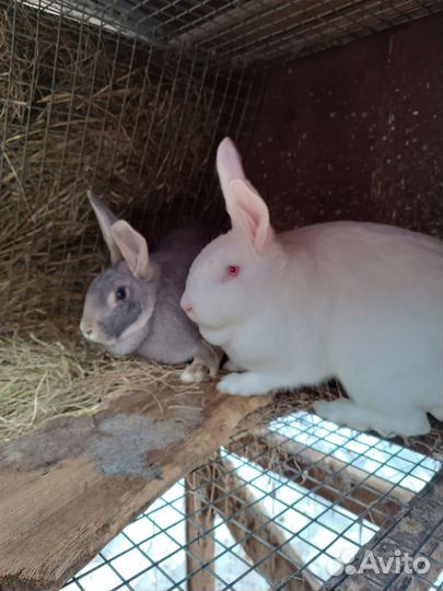 Крольчата Ризен