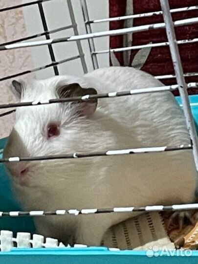 Морская свинка