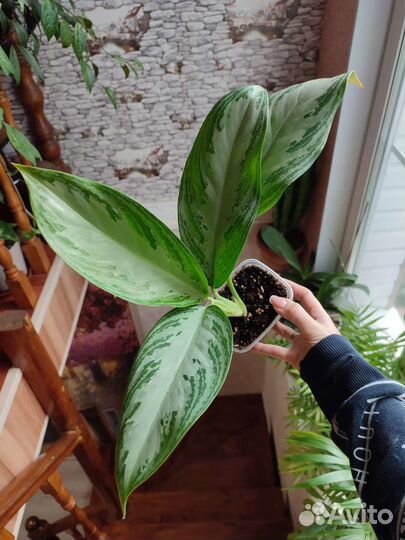 Аглаонема Сильвер Бей