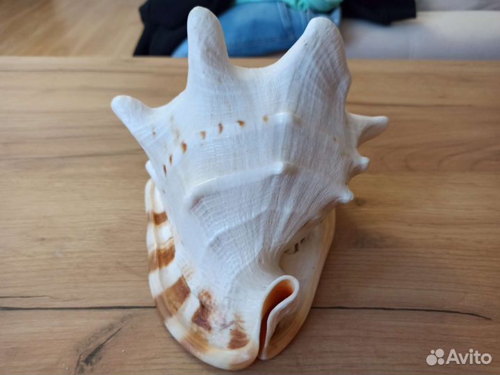 Морская раковина