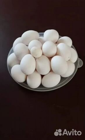 Яйцо белой несушки Ломан лс, Супер ник объявление продам