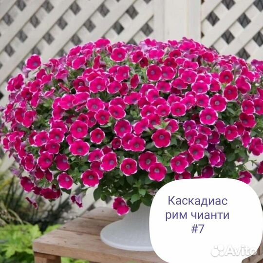 Черенки вегитативных петунии, алиссума, вербены