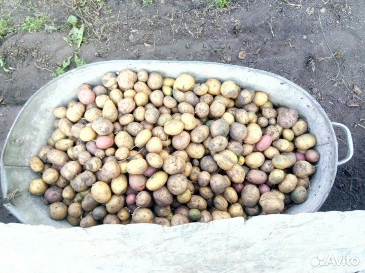 Продам мелкий картофель