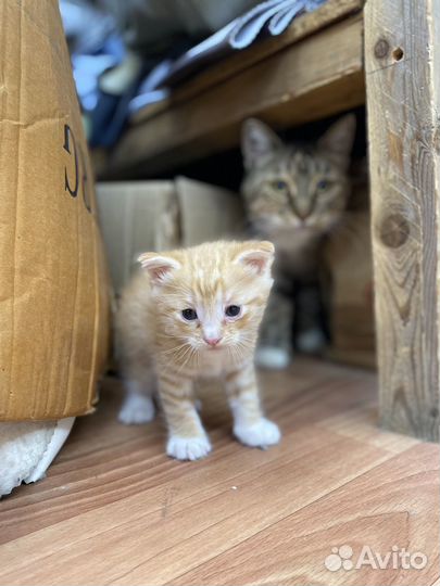 Котёнок пушистик