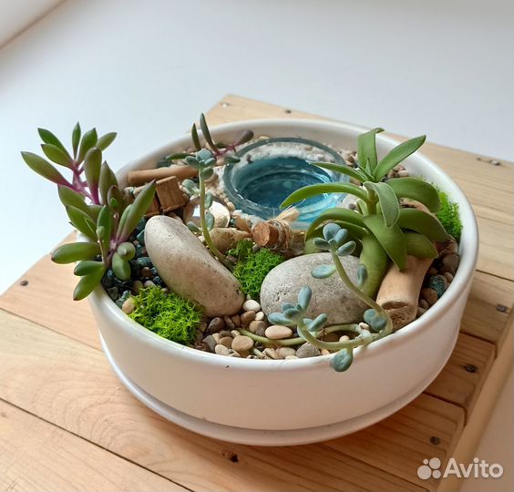 Композиция из суккулентов 