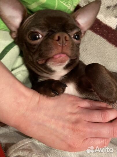 Вязка кобель чихуахуа