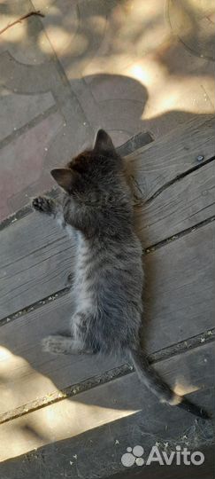Прелестница шиншилла - котёнок