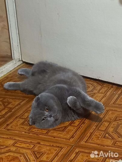 Британский кот вязка