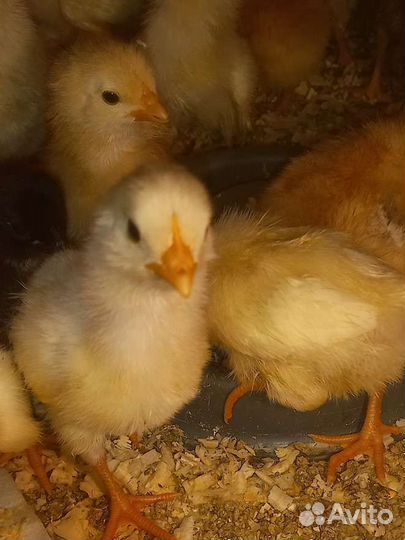 Цыплята