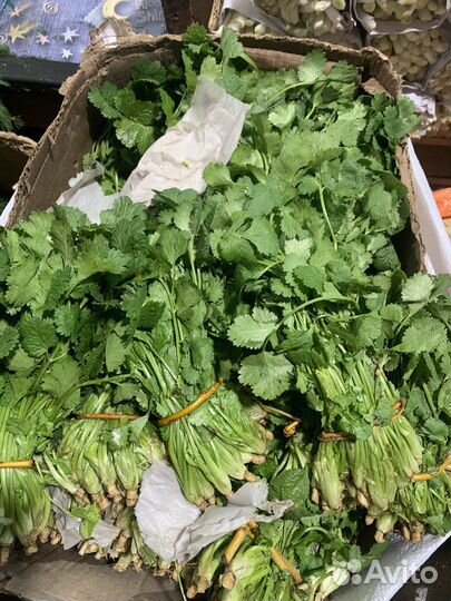 Семена Кинзы оптом