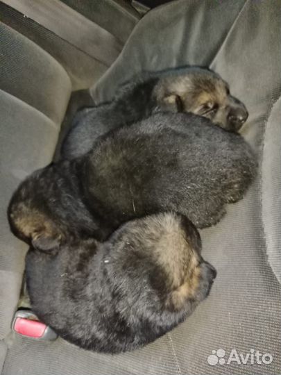 Немецкая овчарка в добрые руки