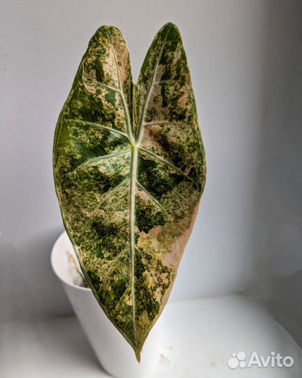 Клубни вариегатных алоказий