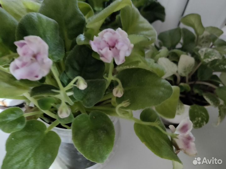 Фиалки в горшках