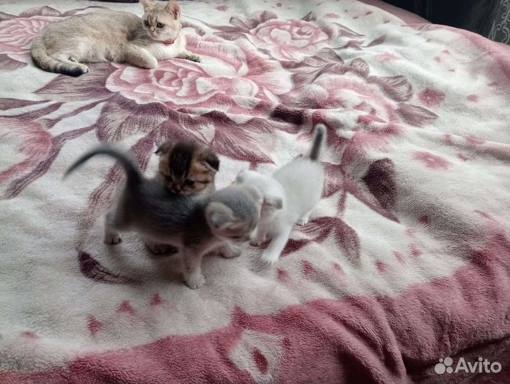 Британские котята