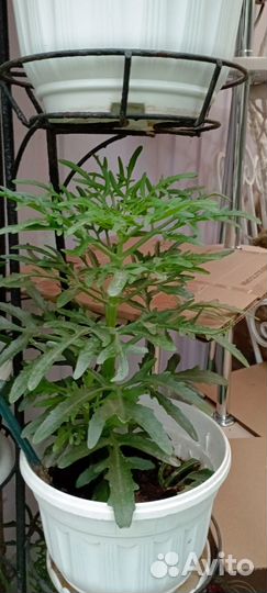 Продам цветы