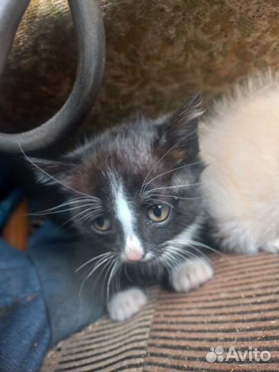 Кот в добрые руки