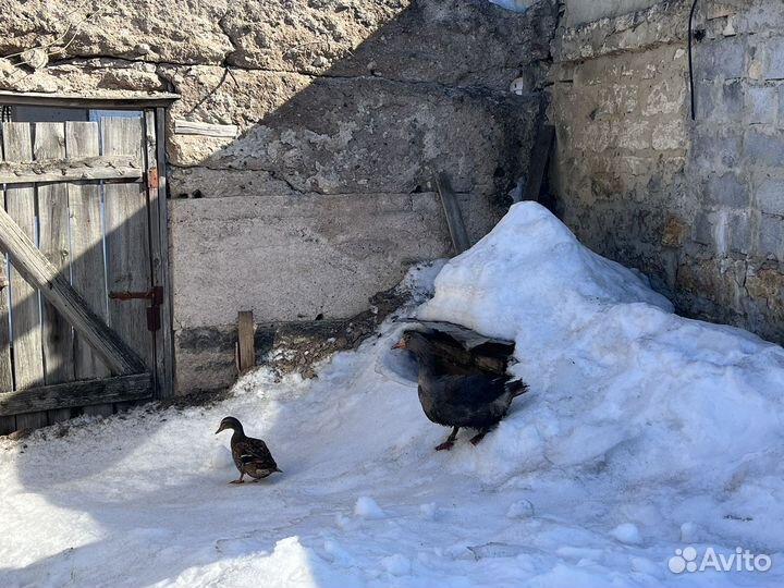 Гусь подсадной
