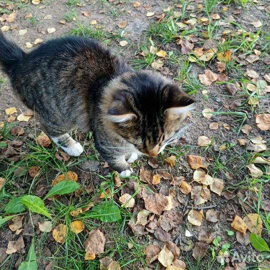 Котик бесплатно