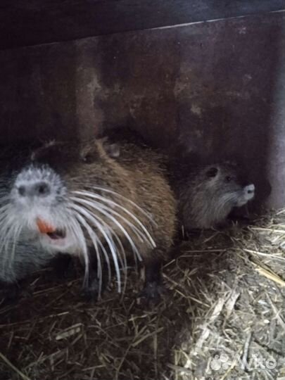 Мускусные утки,нутрии,индюшата,гусята,утята