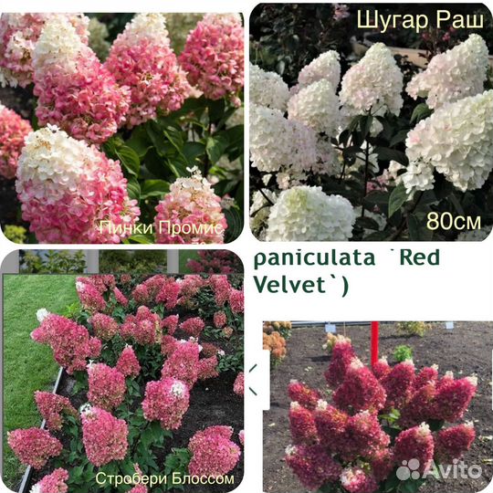 Многолетники садовые