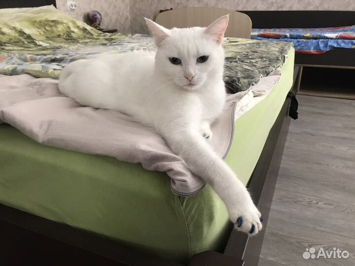 Кошка в добрые руки