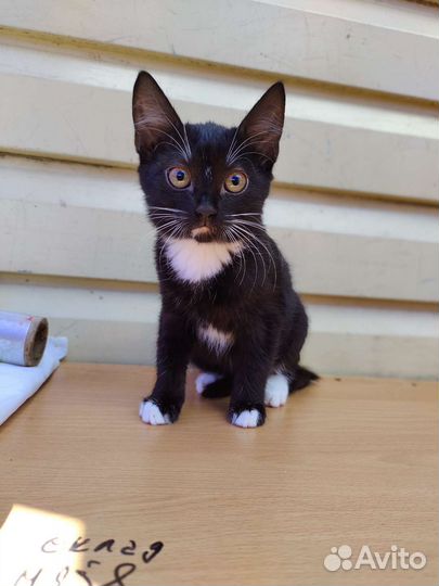 Кошечка с белыми лапками и черный котик в дар