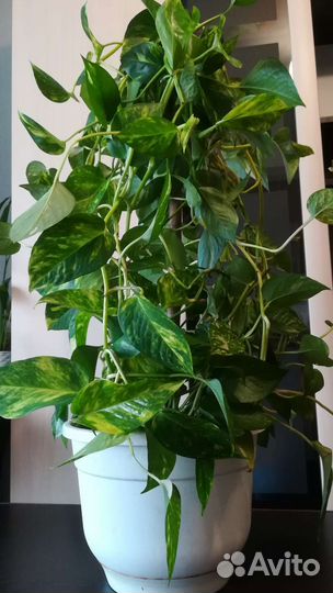 Комнатный цветок сцендапсус/отростки укорененные