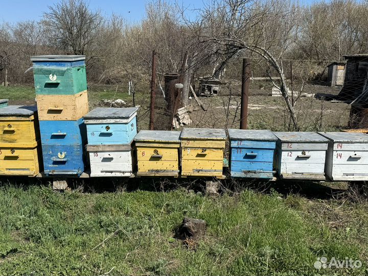 Продаю пасеку, улья, пчелосемьи, пчелопакеты