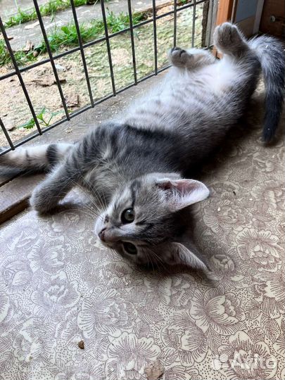 Котята тайской кошки