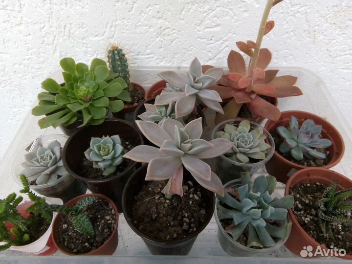 Суккуленты, кактусы и другие комнатные цветы