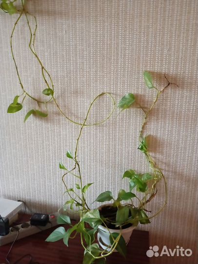 Продам цветы комнатные