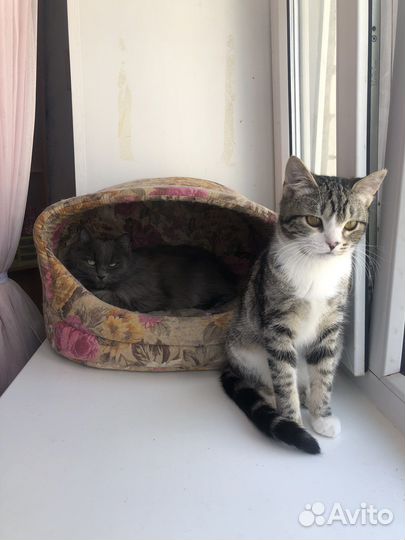 Котенок в добрые руки