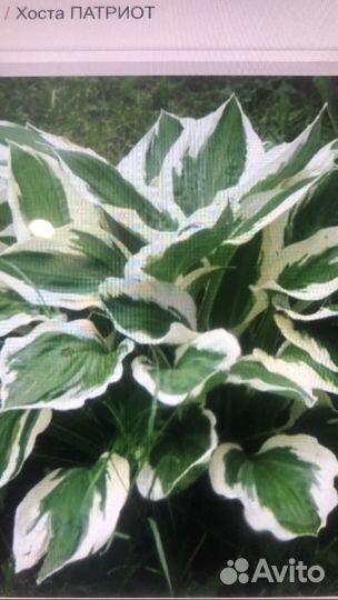 Хоста Патриот