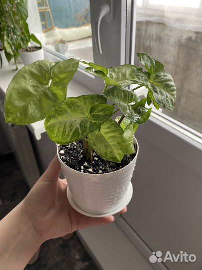 Цветы комнатные