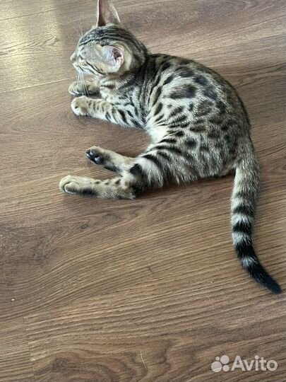 Бенгальская леопардовый кот