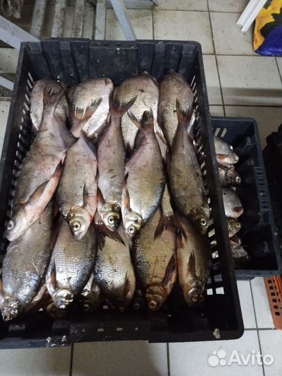 Свежая рыба судак,синец,плотва, чехонь